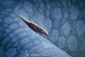 Shrimp on a blue seastar by Volker Lonz 